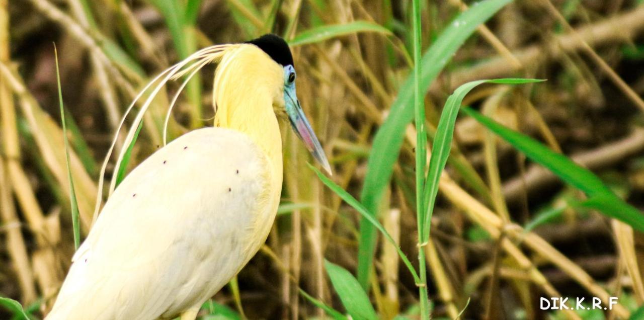 Pacaya Samiria Amazon Lodge Наута Экстерьер фото